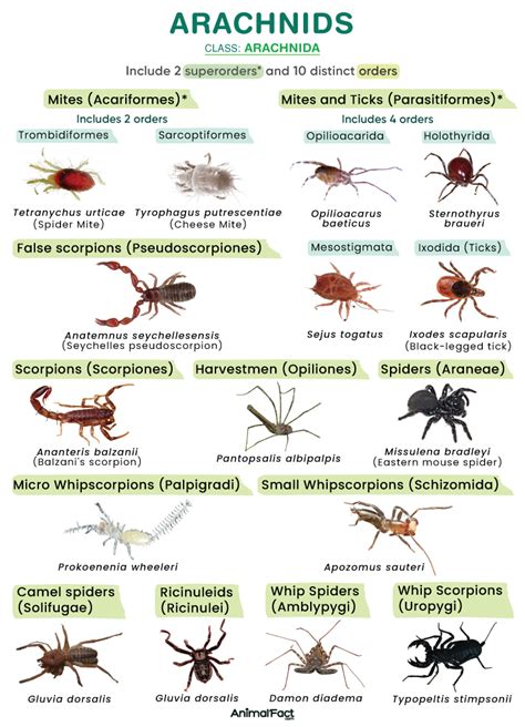 Arachnids .